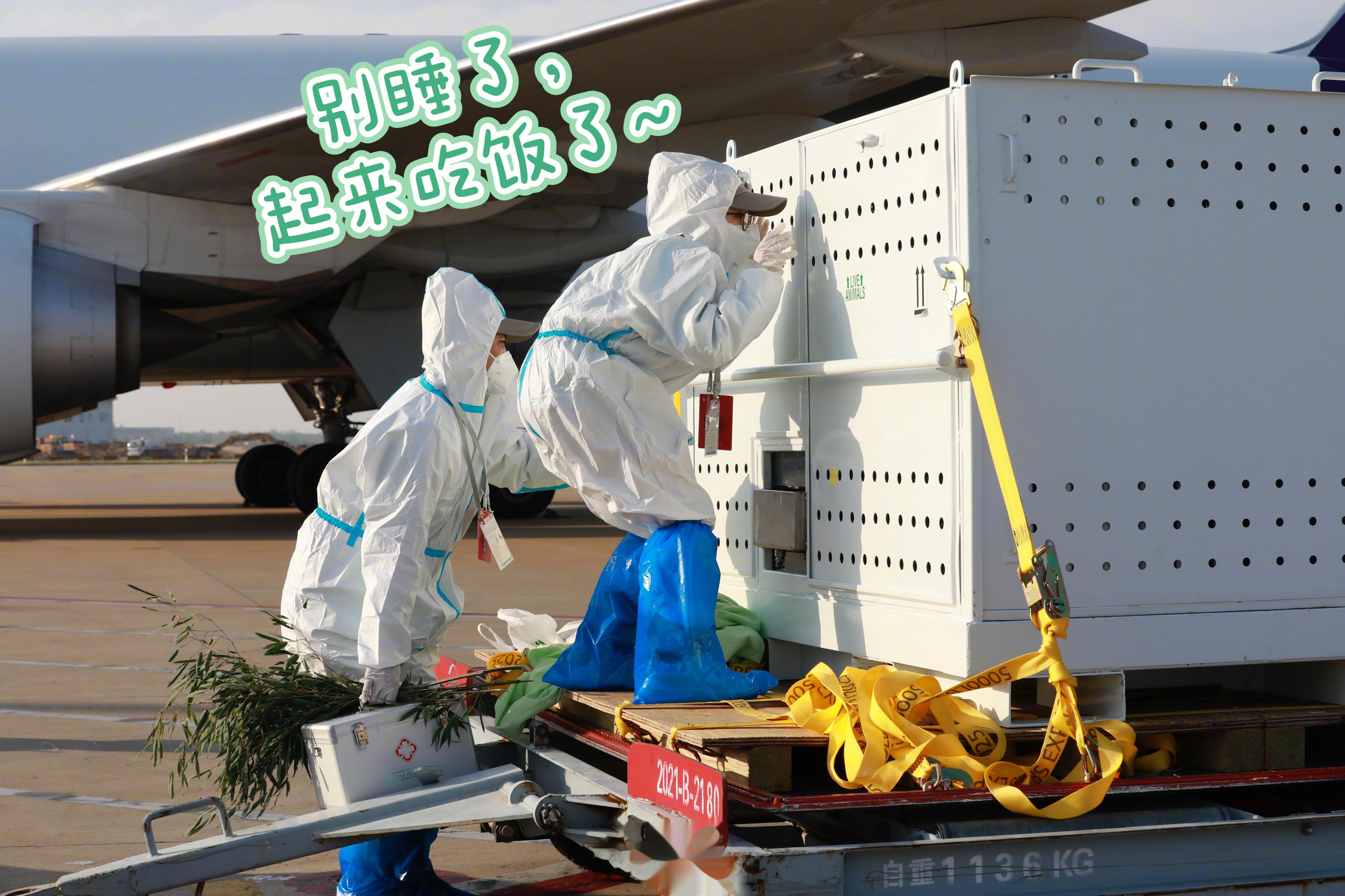 【#丫丫有堆成小山的竹子# 你们中午吃啥？[馋嘴]】中午好丫！听说，丫丫吃的竹子