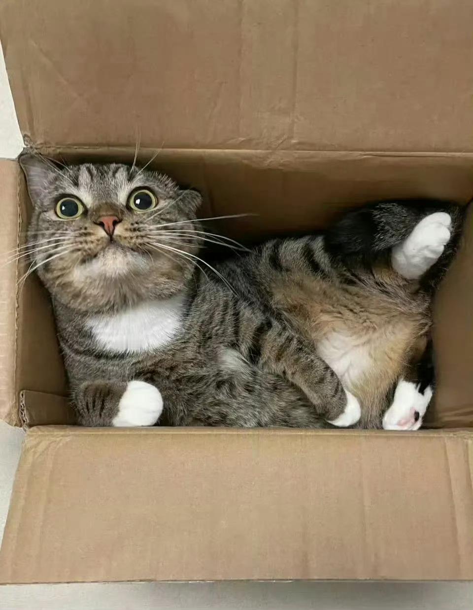 猫咪：你是怎么找到我的[捂嘴哭] ​​​