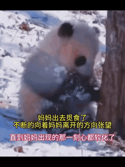 这小熊猫真是太可爱了，我想去当熊猫饲养员，当熊猫饲养员有什么样的条件呢？