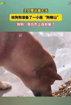 浙江一位狗主人因为要出差七天，最担心的就是狗狗饿肚子，于是他突发奇想，准备了一座