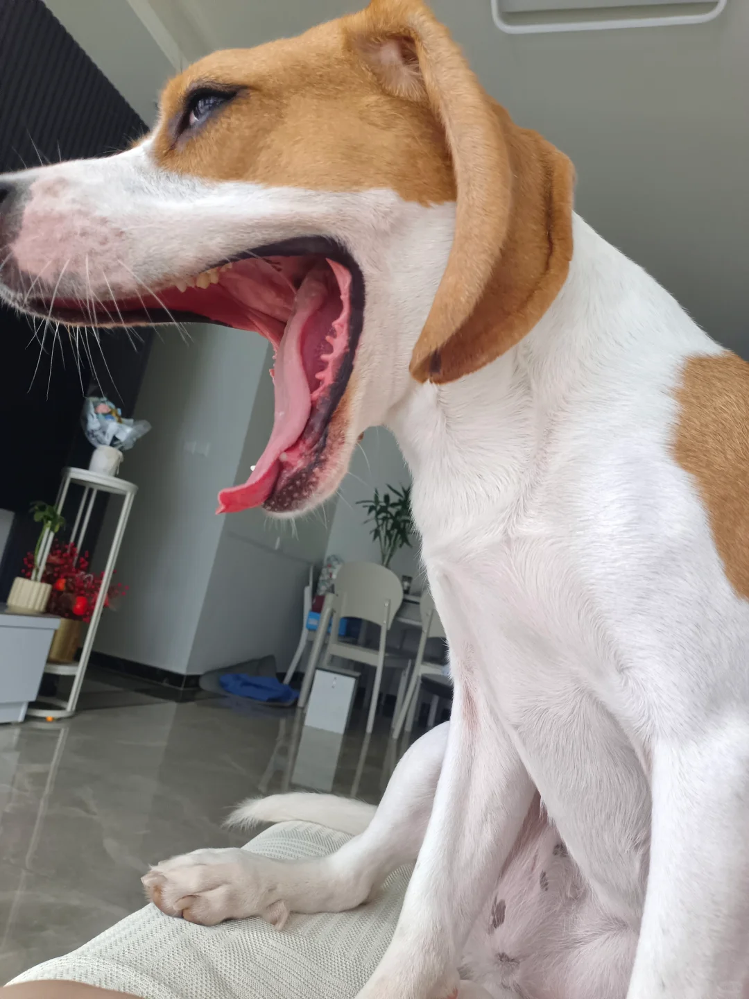 真可爱呀，嘴真大啊