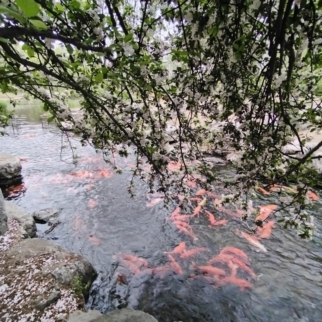 奥森海棠花溪观锦鲤