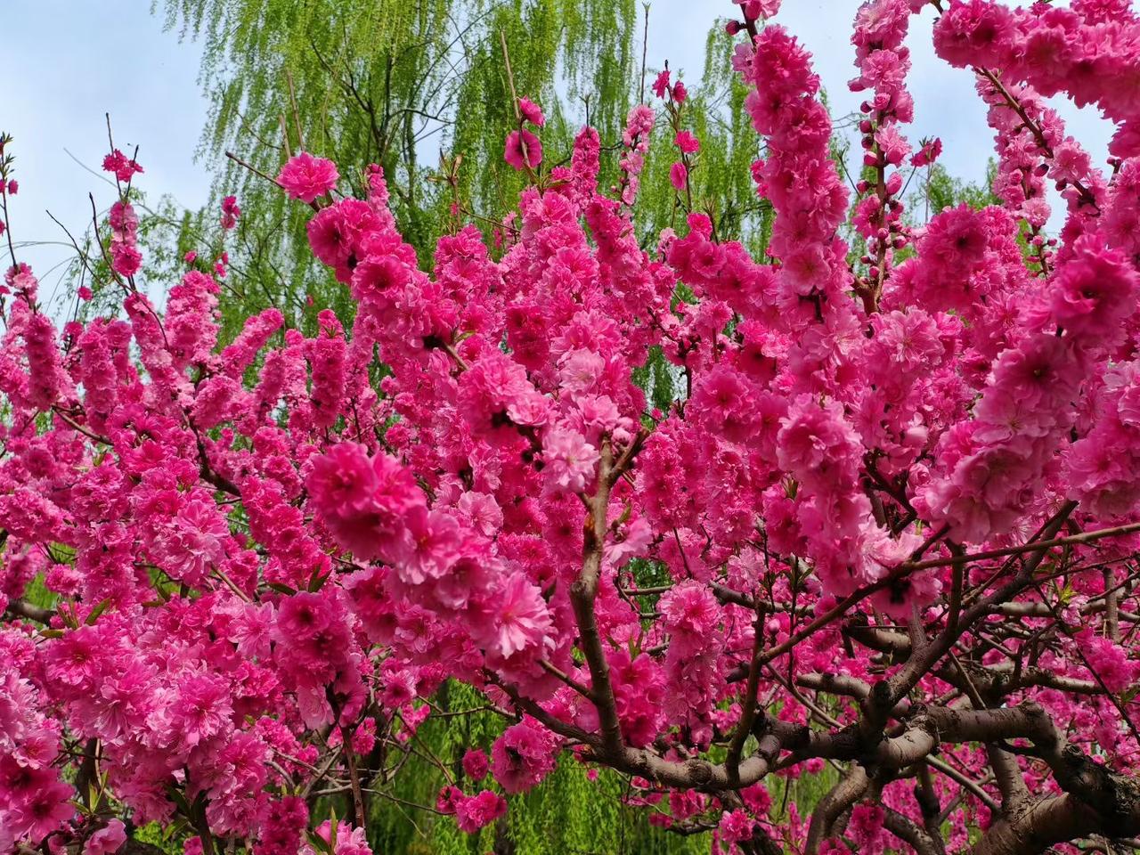 在春天美好的时光里，我却无暇顾及花香鸟语，每天浏览传输数据。