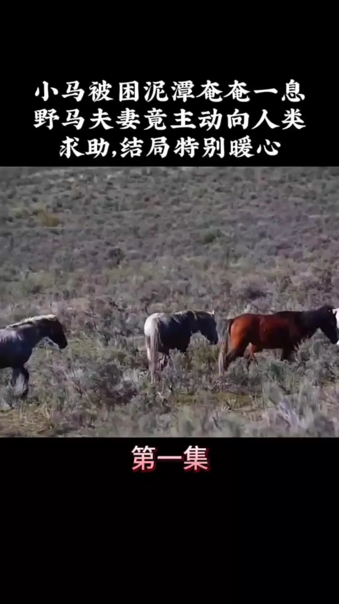 我的观影报告 内容启发搜索