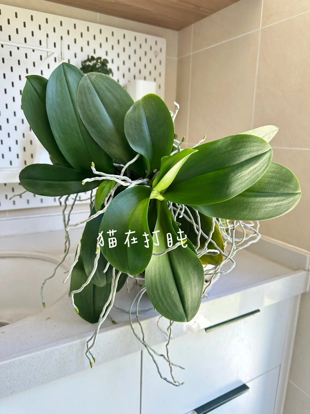 蝴蝶兰～群根乱舞的韩国水晶