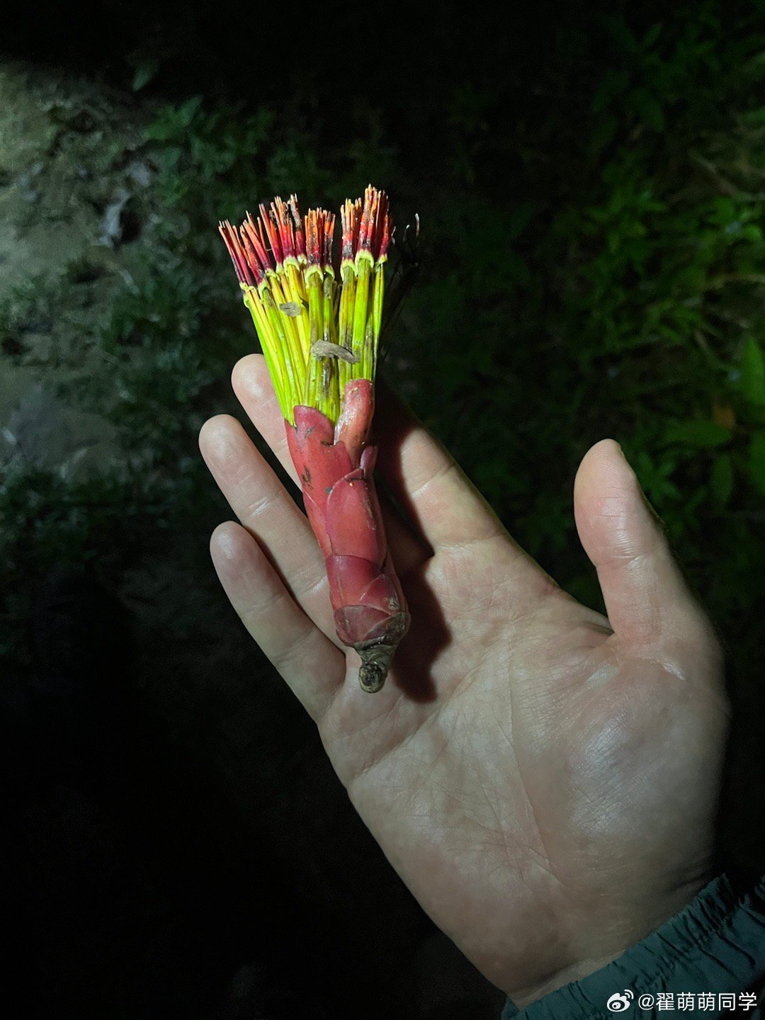 记录下，桑寄生菊鞘花属 马来西亚·Sepilok Jungle Resort