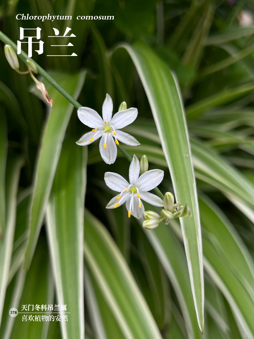 福州植物打标378｜淡雅低调的吊兰