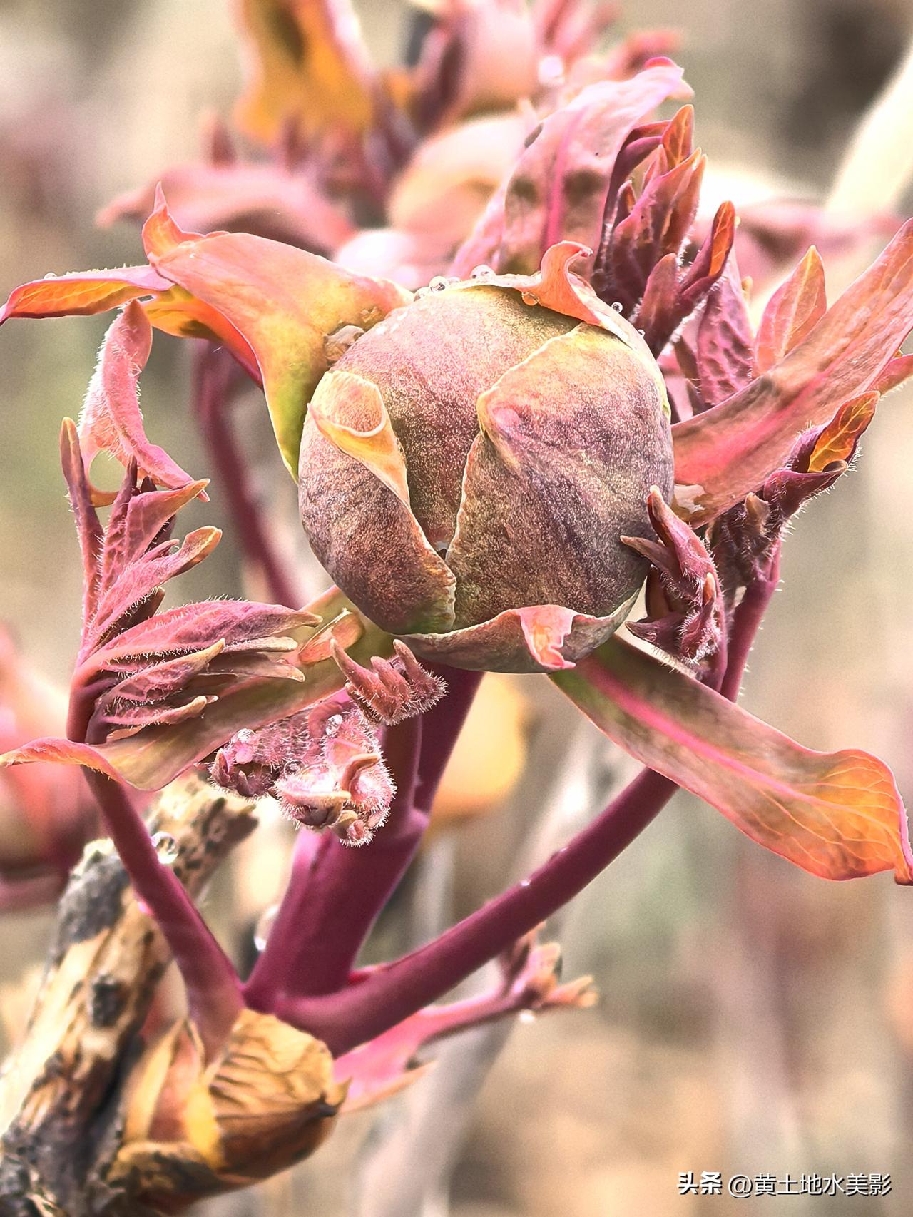 洛阳牡丹花情

春天来了，位于洛阳洛浦公园东段的牡丹花花骨朵儿已经含跑待放，生机