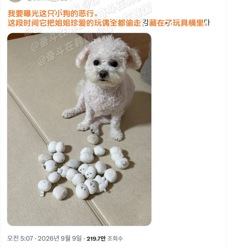 怪盗小狗 海外新鲜事 热点现场 ​​​
