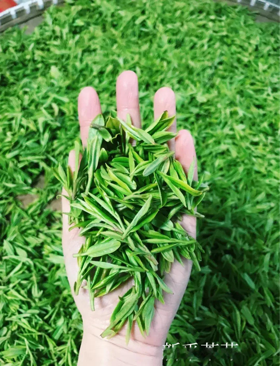 每年清明前几天，我都会前往深圳老熟人开的大茶庄，购买8 - 10斤一级龙井，然后