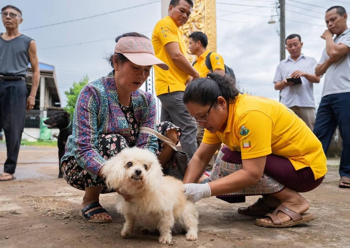 很多人都在说，狂犬病毒在我们国家啥时候可以被消灭？这里我分享个冷知识：用去年养宠