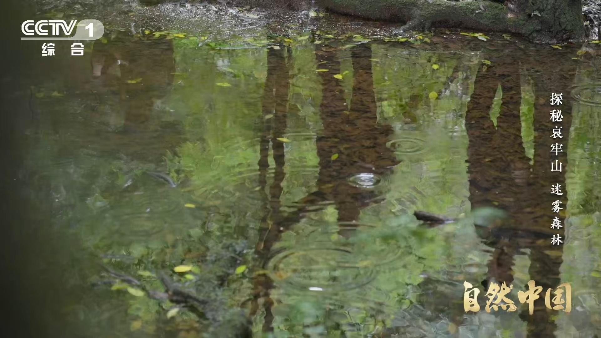 武侠小说的瘴气竟真实存在瘴气成分被测出来了 科考队太厉害了！用机器狗深入哀牢山监