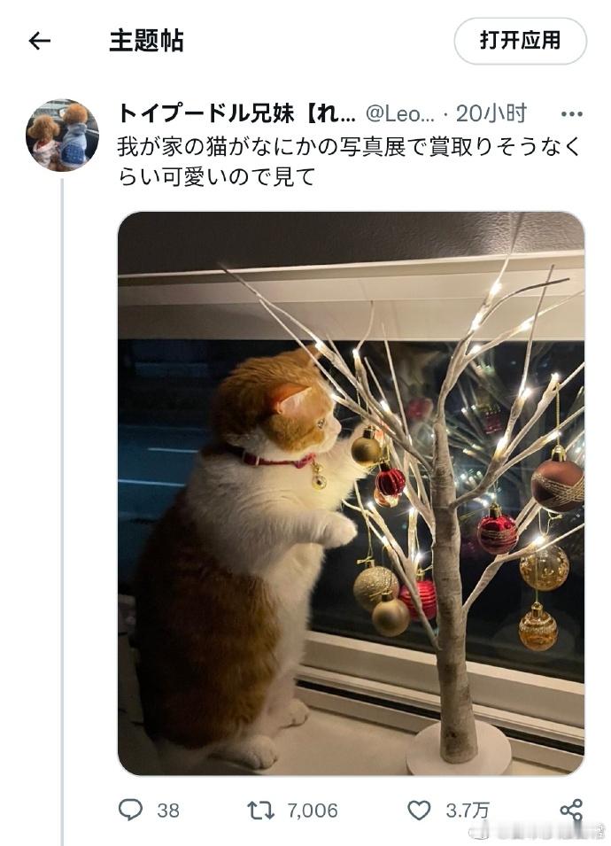 我家猫猫好可爱，感觉都可以在摄影展拿奖的那种[喵喵] 