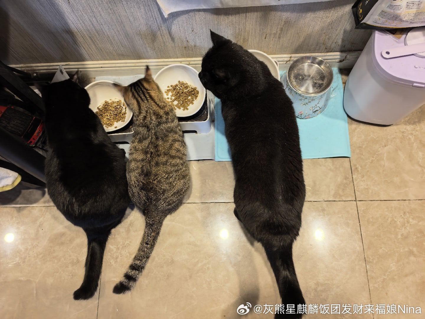 次饭饭星宝宝宝宝妮娜家的发财啊来福是只小狸花