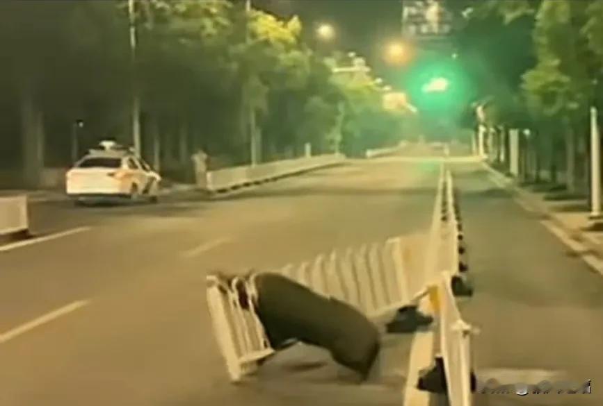 野猪繁殖快，说明食物充足！说到繁殖速度，社会人繁殖功能已明显退化。
野猪脑袋被路