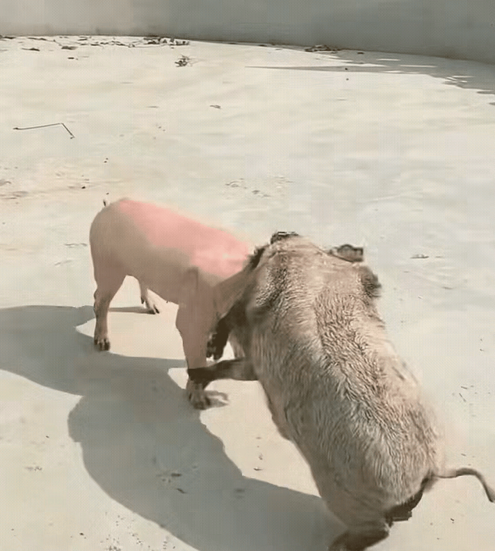 一只野猪溜到山下的村子觅食，当它溜进一户人家后院时，刚好遇见了家猪在院子里面晒太