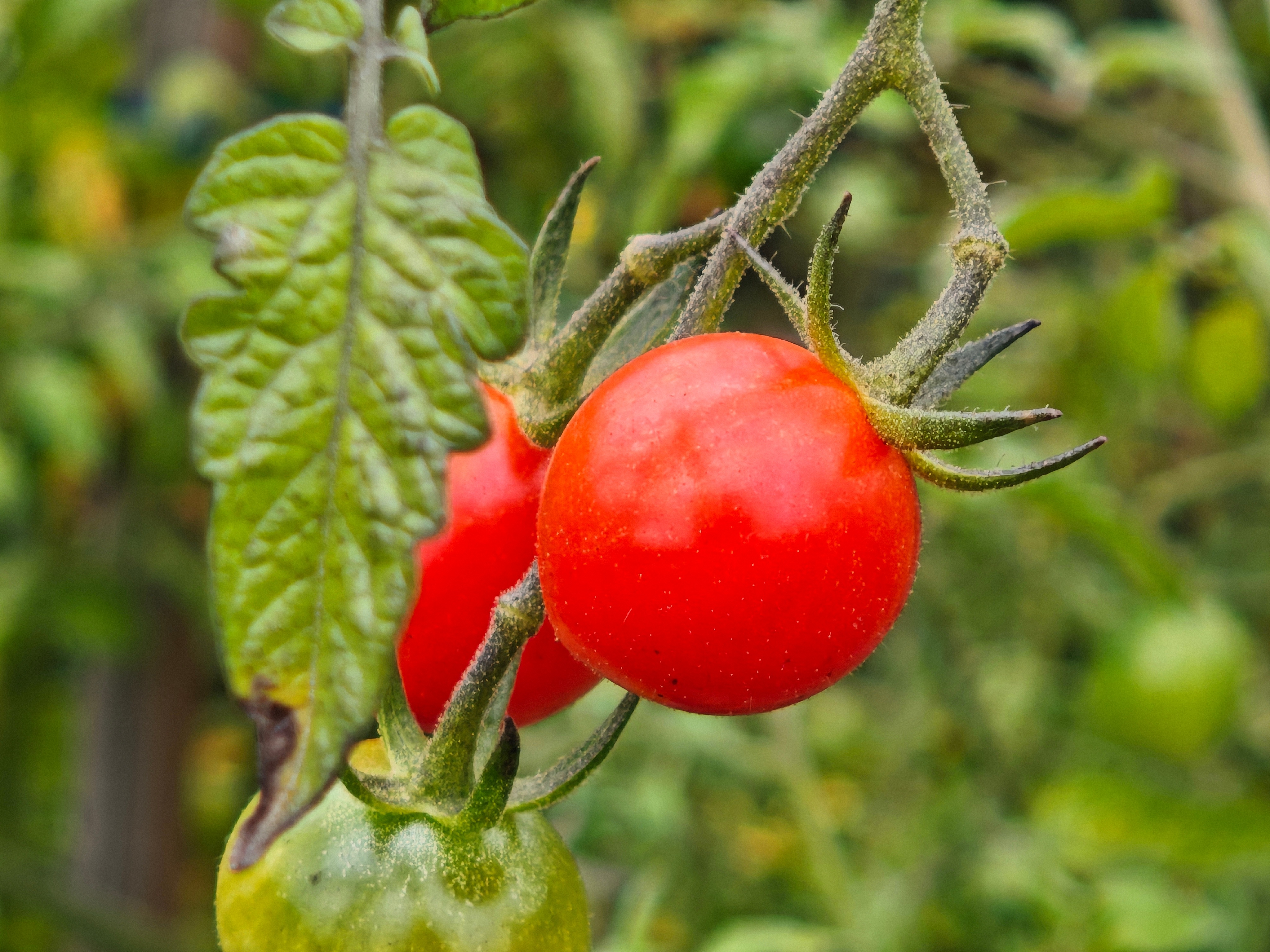 今日务农来农场摘点柿子电车同学随便聊
