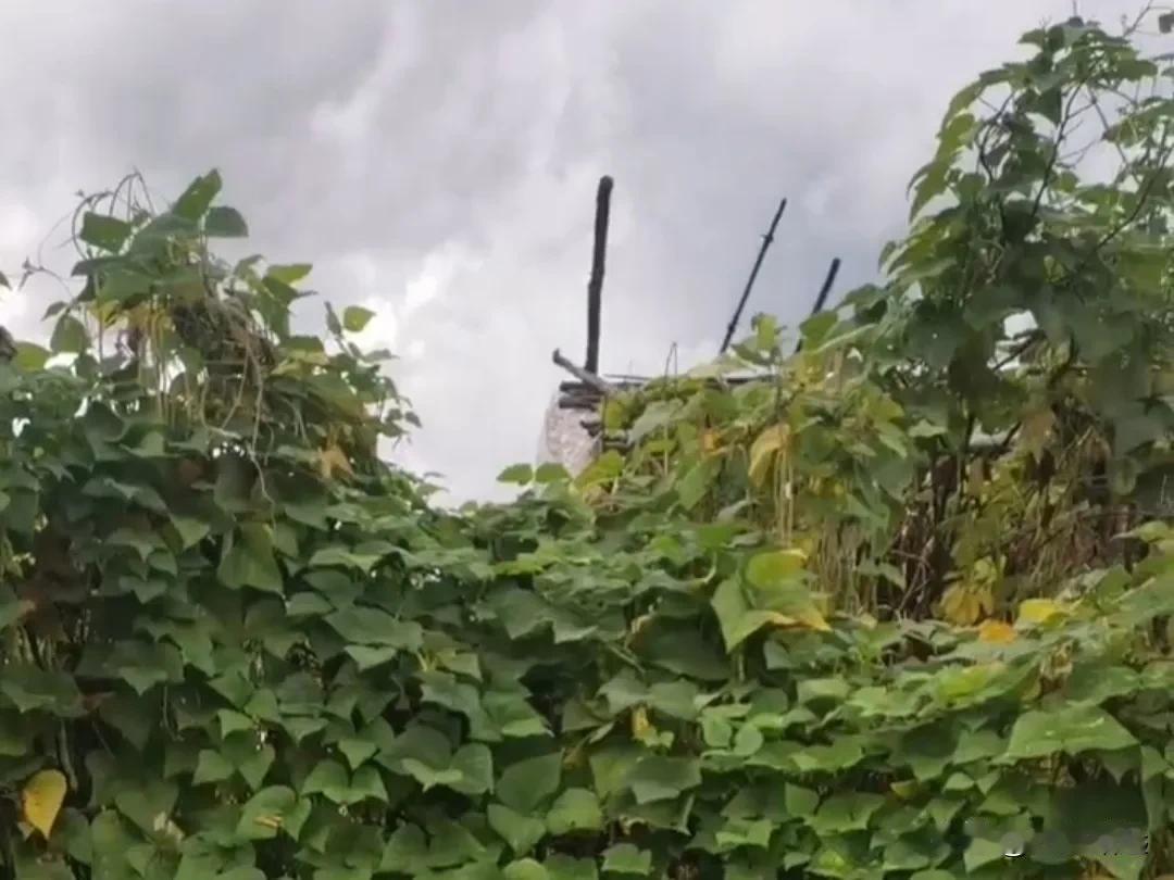 家乡的老宅因常年无人居住，被村民占用放置杂物。

起初我陷在失去亲人的哀痛里，没