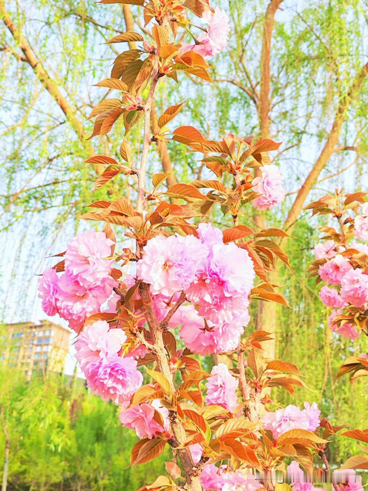 晚樱
 
粉云堆雪压枝低，叶衬丹霞色更奇。
最是东风知意好，偷将春信缀晴霓。