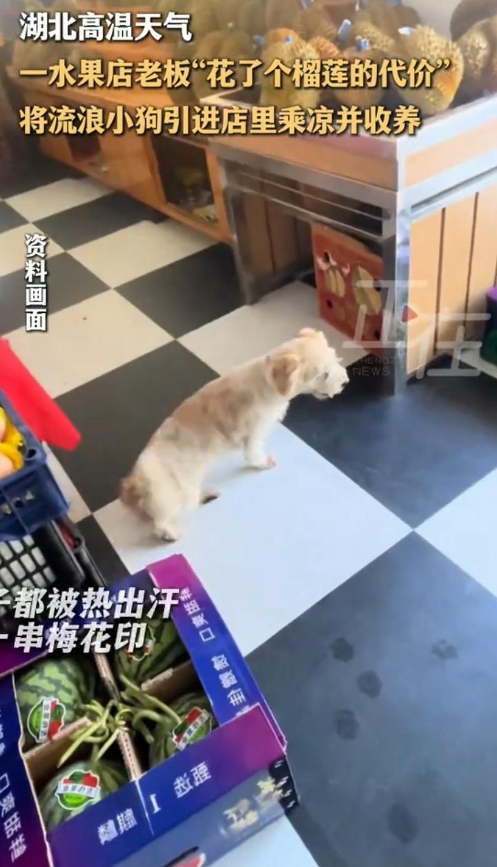 2026年7月湖北武穴“小伟果业”店发生了超暖心的事儿。当时高温，流浪狗在户外爪