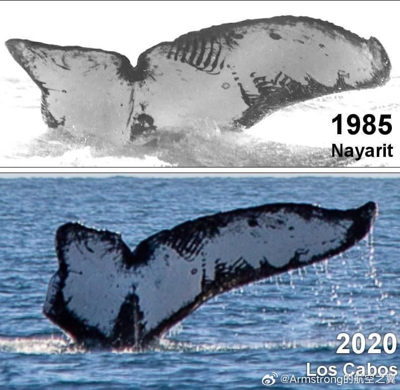 35年后，人们在墨西哥西海岸发现了同一头鲸鱼。 