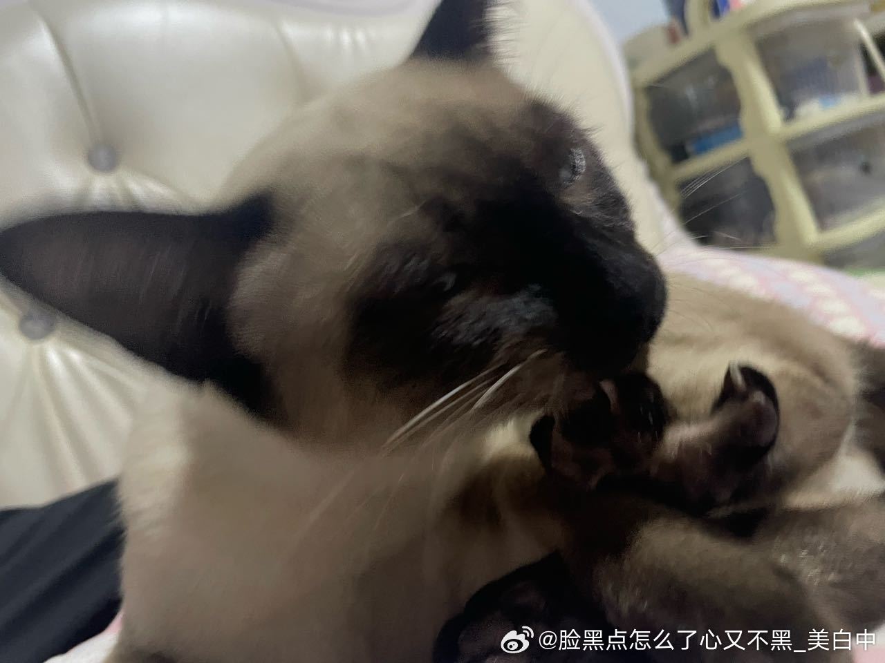 3995只黑脸吃臭脚 