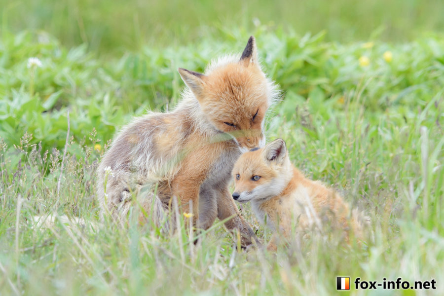 智力抽取智力-1-1-1©️fox_info_net 