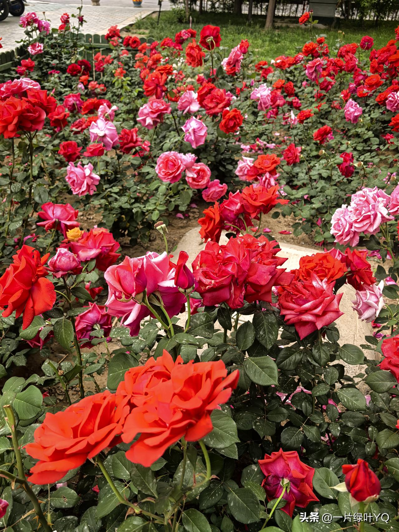日日品香茗相伴，
心境平和万事从容。