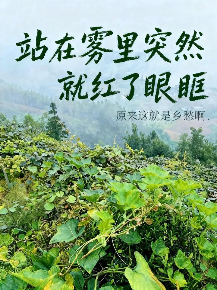 后来我才懂，乡愁就是这样的画面：
晨雾里的山，红土里的花生，屋檐下分拣的老人，和