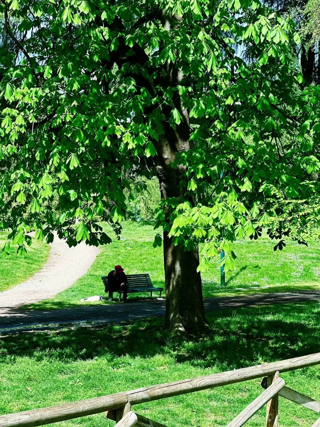 意大利米蘭市區公園捕捉到綠森林🌳的感覺