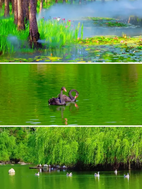 以为明孝陵燕雀湖够美了，直到来了这里