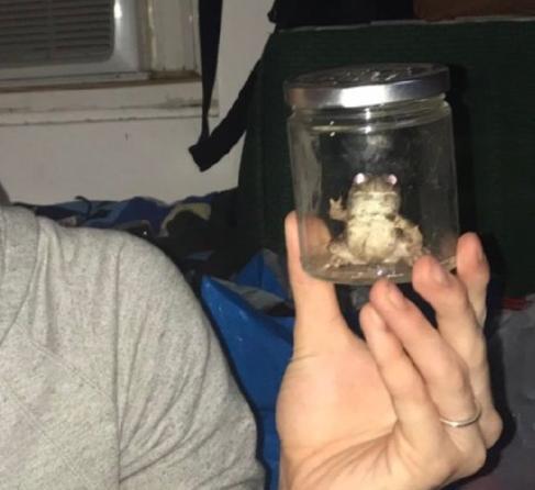 了一个小时在外面水坑找到了那只吵得要死的青蛙。然后他把抓到的青蛙放到玻璃杯里合影