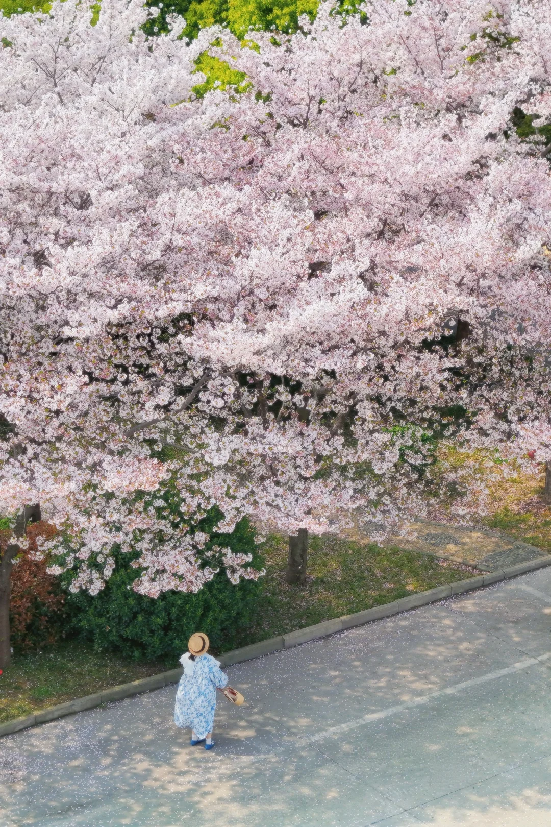 3.28，这无人知晓的樱花开爆了❗️附live图