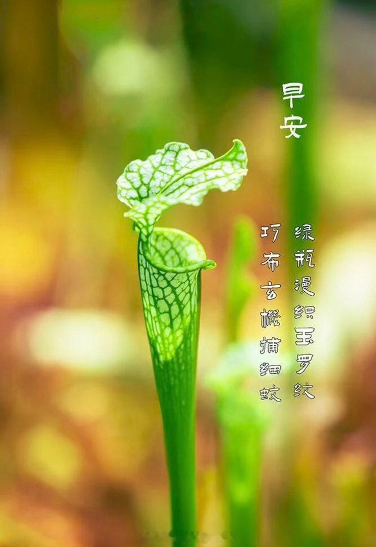 绿瓶漫织玉罗纹，巧布玄机捕细蚊。闲立阶前观世态，悄然静待立秋云。茶人莉语生活手记