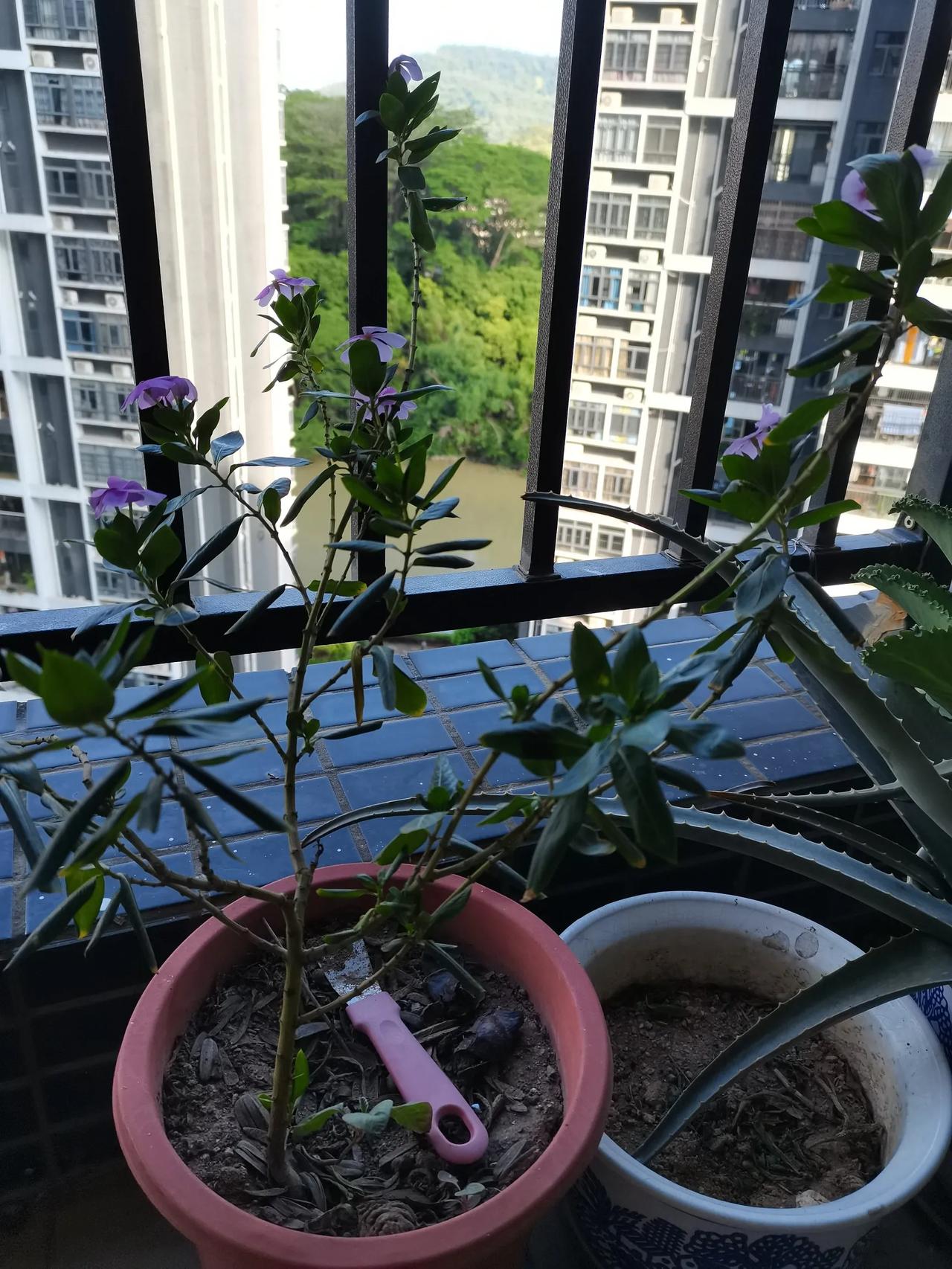 #一张图记录夏日生活#今年的夏天实在是太炎热了。阳台上的花都被晒蔫了，连仙人掌这