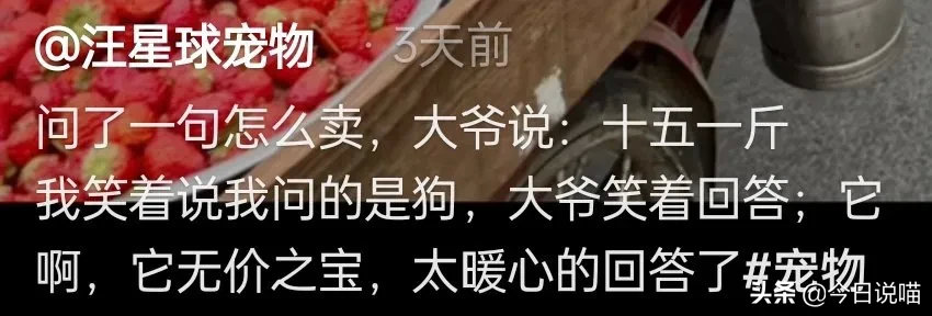 看到狗狗的体格，就知道它一定很幸福！