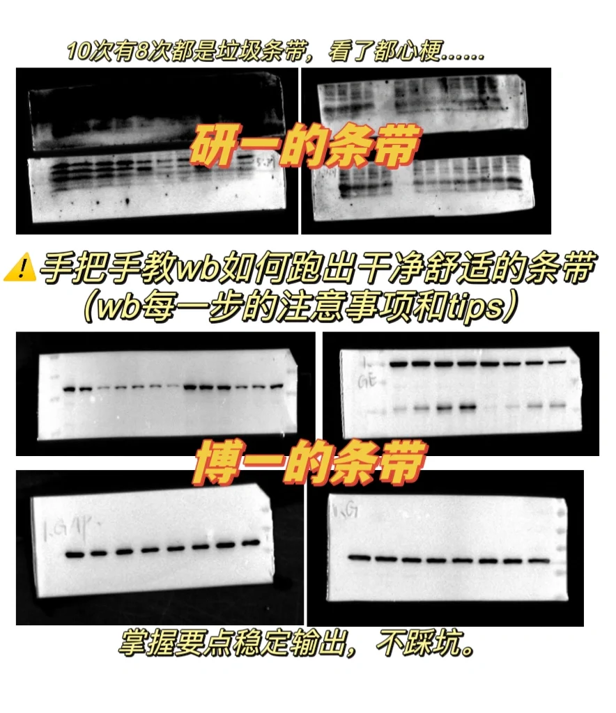 手把手教wb跑出干净的理想条带～（码住！