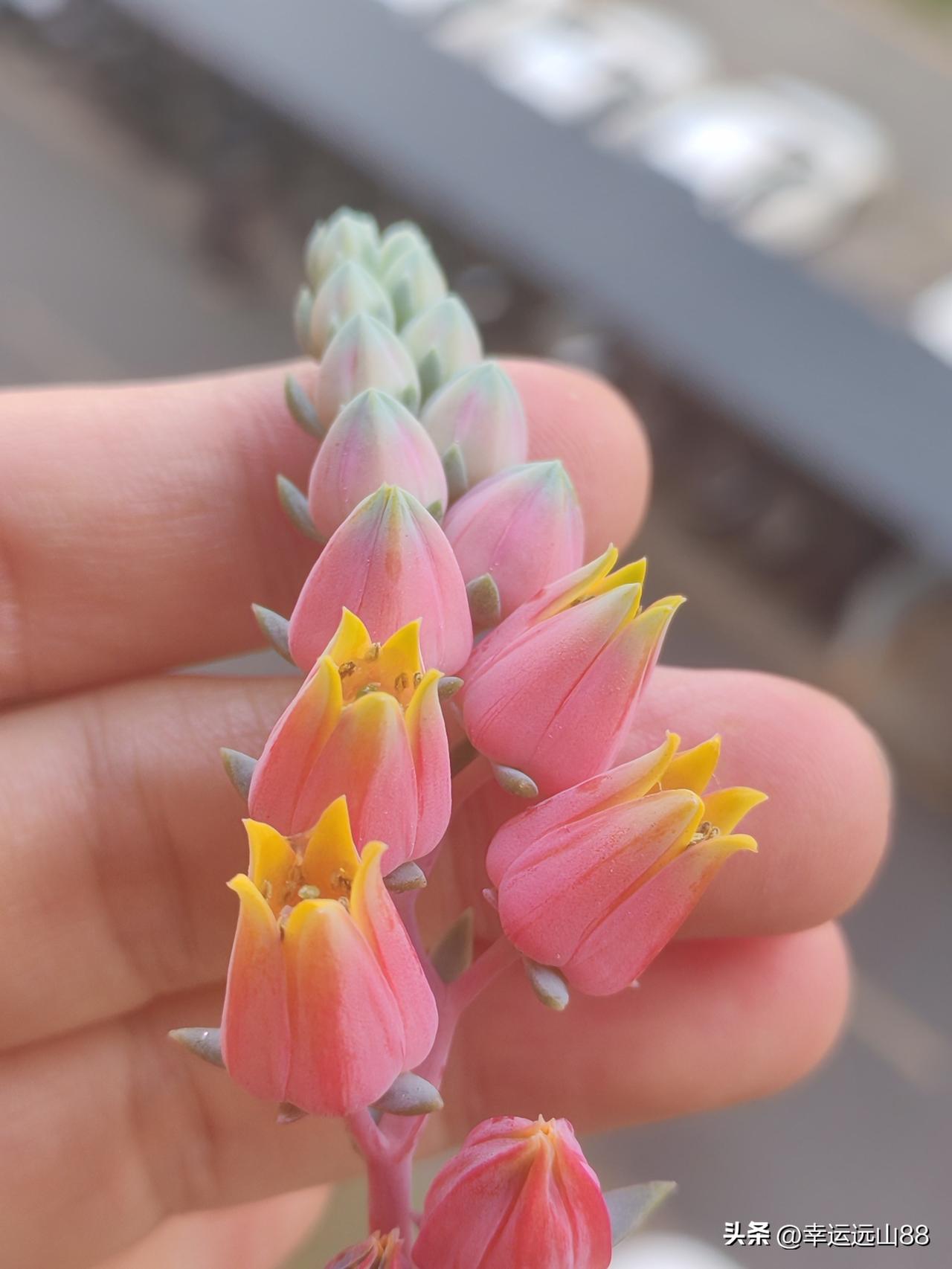又是收获2026年多肉开花的时候，这几个品种的多肉开花的颜色简直太漂亮了。

这