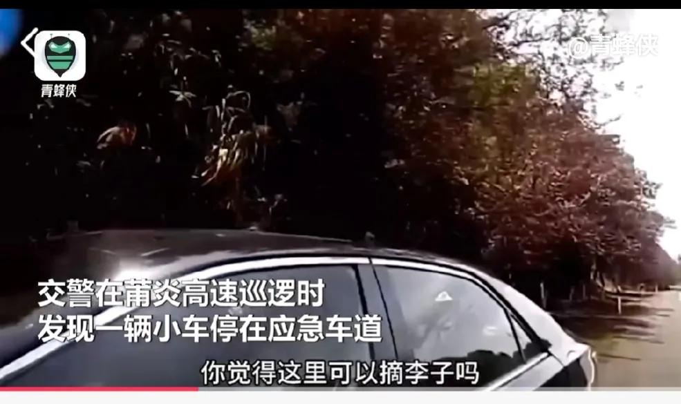 嘴馋！但是别拿生命当儿戏！高速上一女子违停爬树摘李子，同伴树下接应，事后居然对交