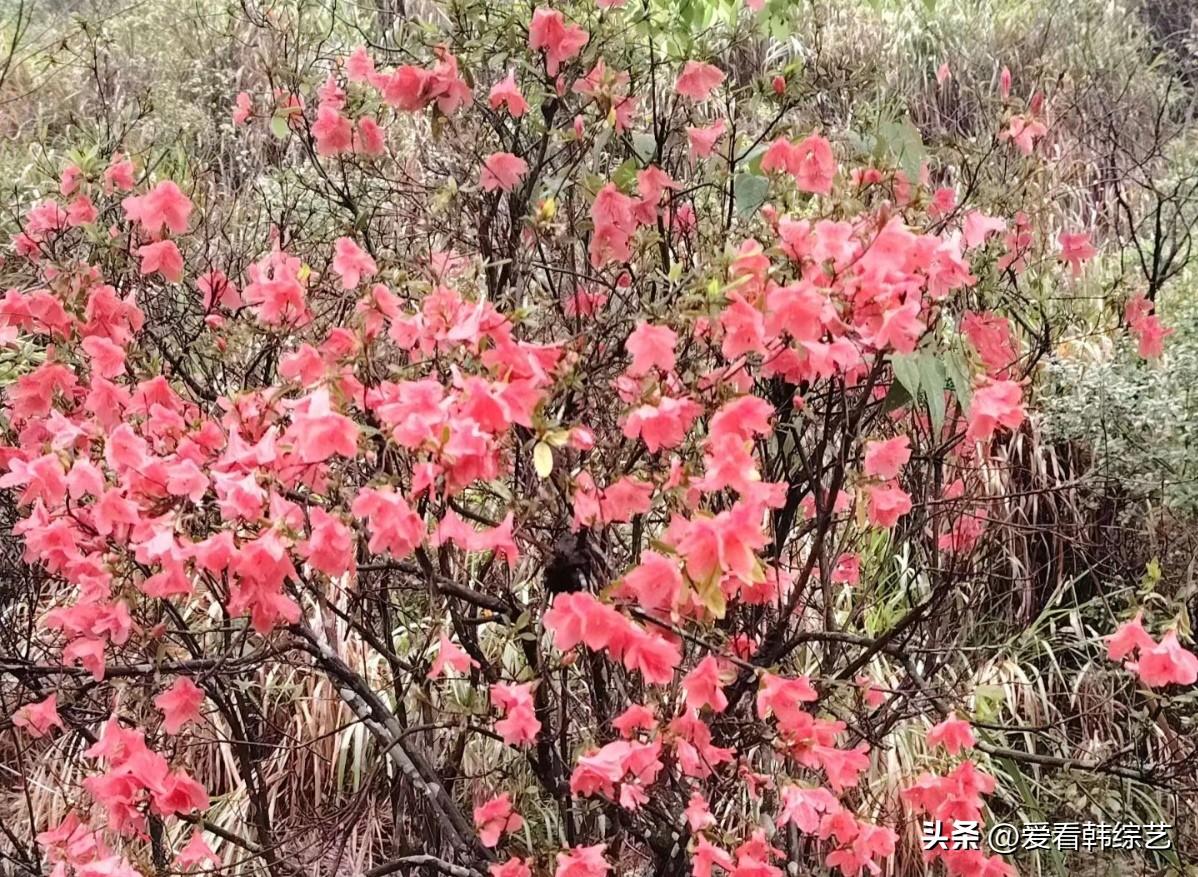 春日生活打卡季野杜鹃把粉艳泼满枝桠，细梢裹着春的潮气，在荒丛里烧得热烈。风掠过花