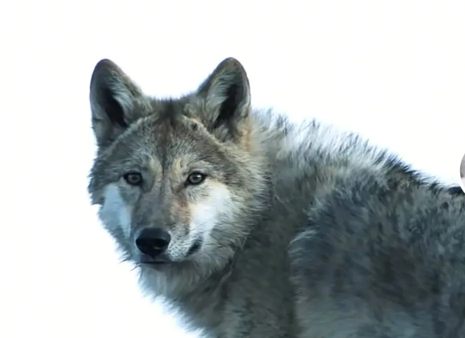 李微漪最后真正与格林面对面的时候，李微漪感受到了格林不一样，不是外表，是眼神，那