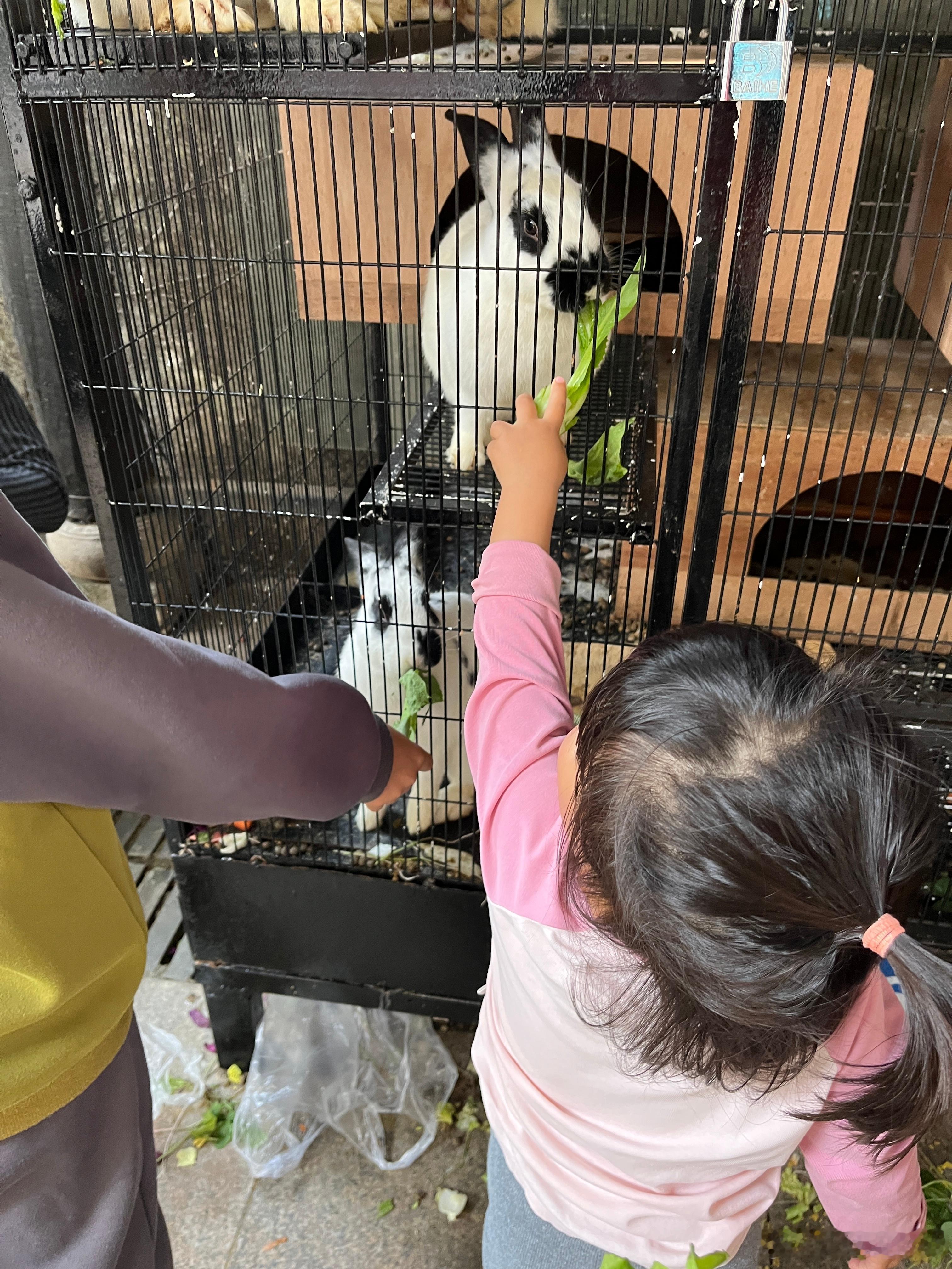 还有挺多小动物的，兔子、小猫、孔雀，珍珠鸡，鸭、鹅、鸡，猪，让我感觉回到了农村，