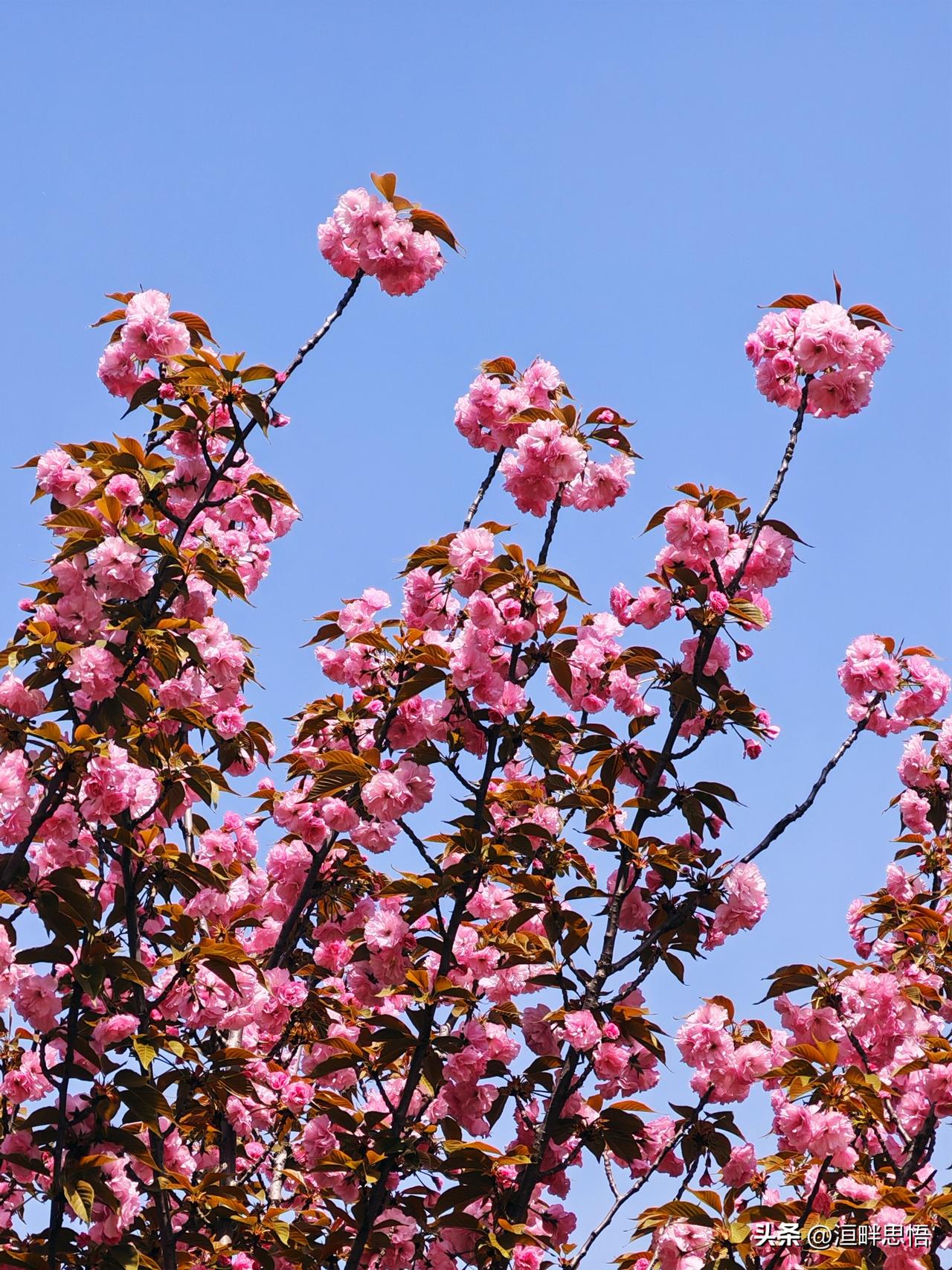 春日花枝满，粉妆映碧空。