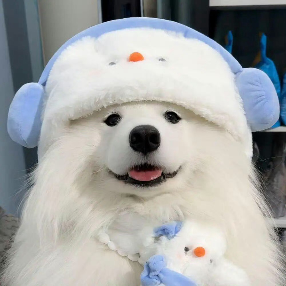 𝙒𝙚𝘾𝙝𝙖𝙩头像｜萨摩耶｜萌宠｜可爱头像