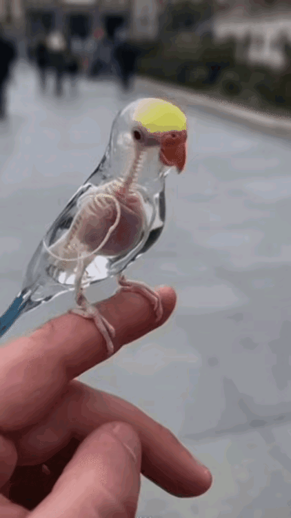 世上还有透明的鸟？这莫非是一种高科技产品？也就是传说中的机器鸟！现在的科技发展太