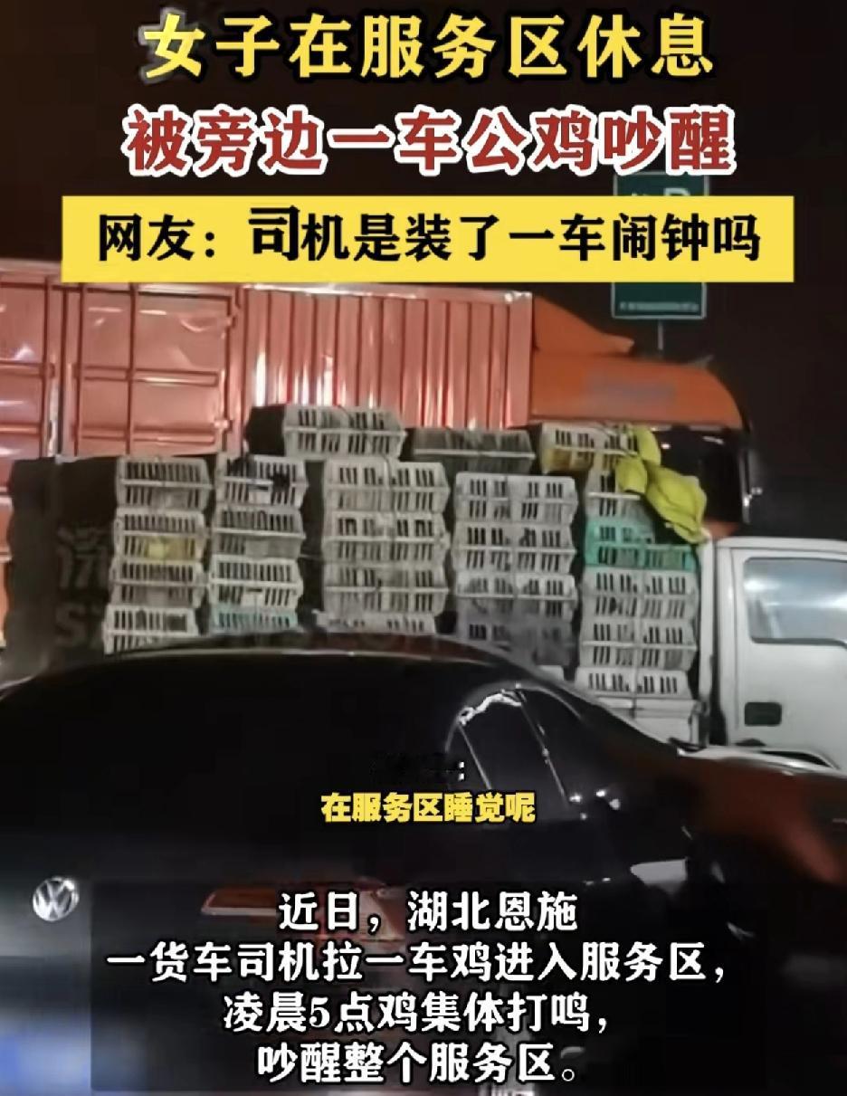 湖北恩施一女子开车回家路上，因为犯困，进入服务区准备休息时，却被一车的鸡打鸣吵醒