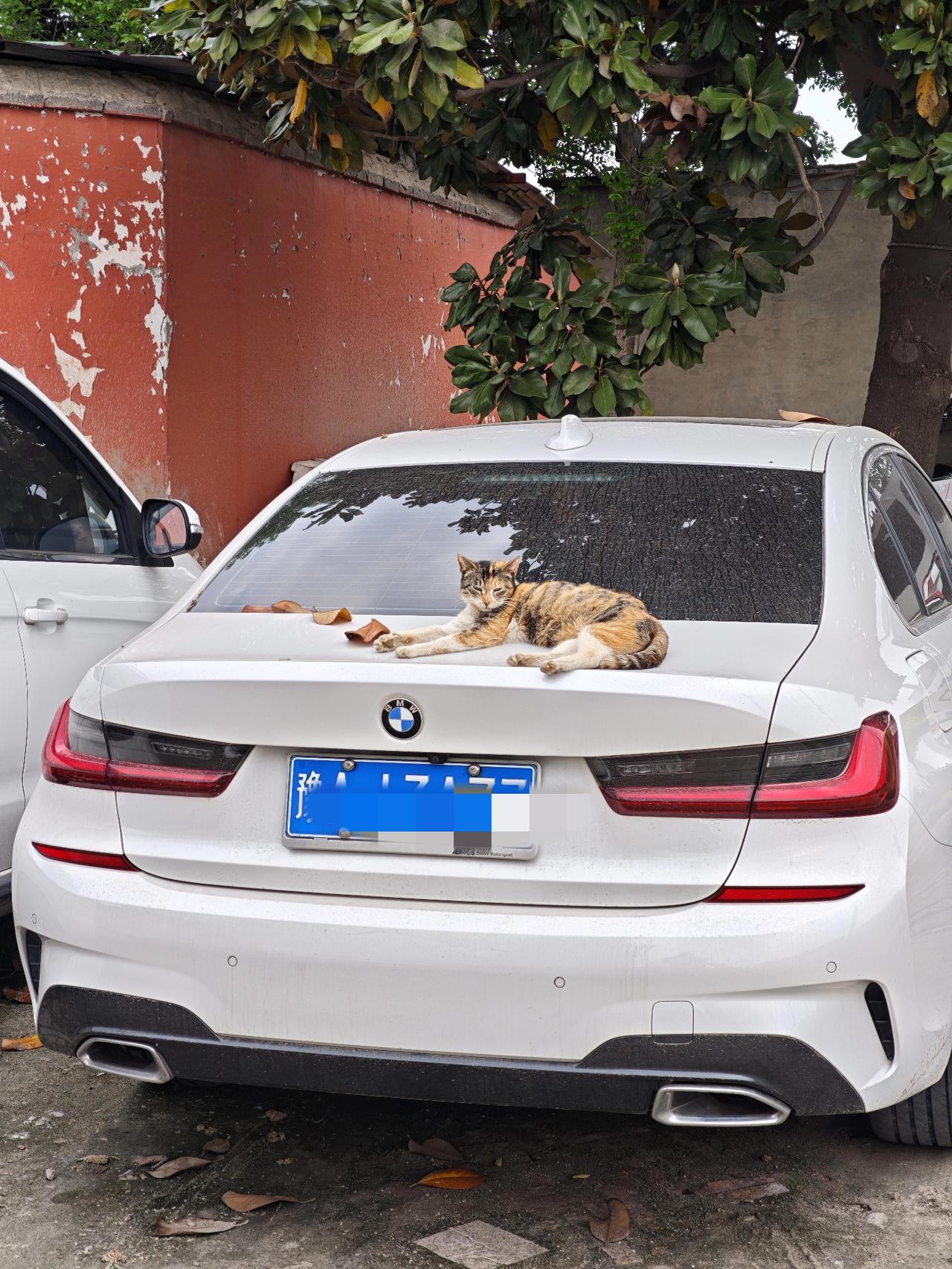 宁在宝马车上睡，我说的是猫