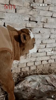 一头刚出生没几天的小牛，会用眼泪把全网都看破防了！

宁夏吴忠牛棚里这一幕，真的