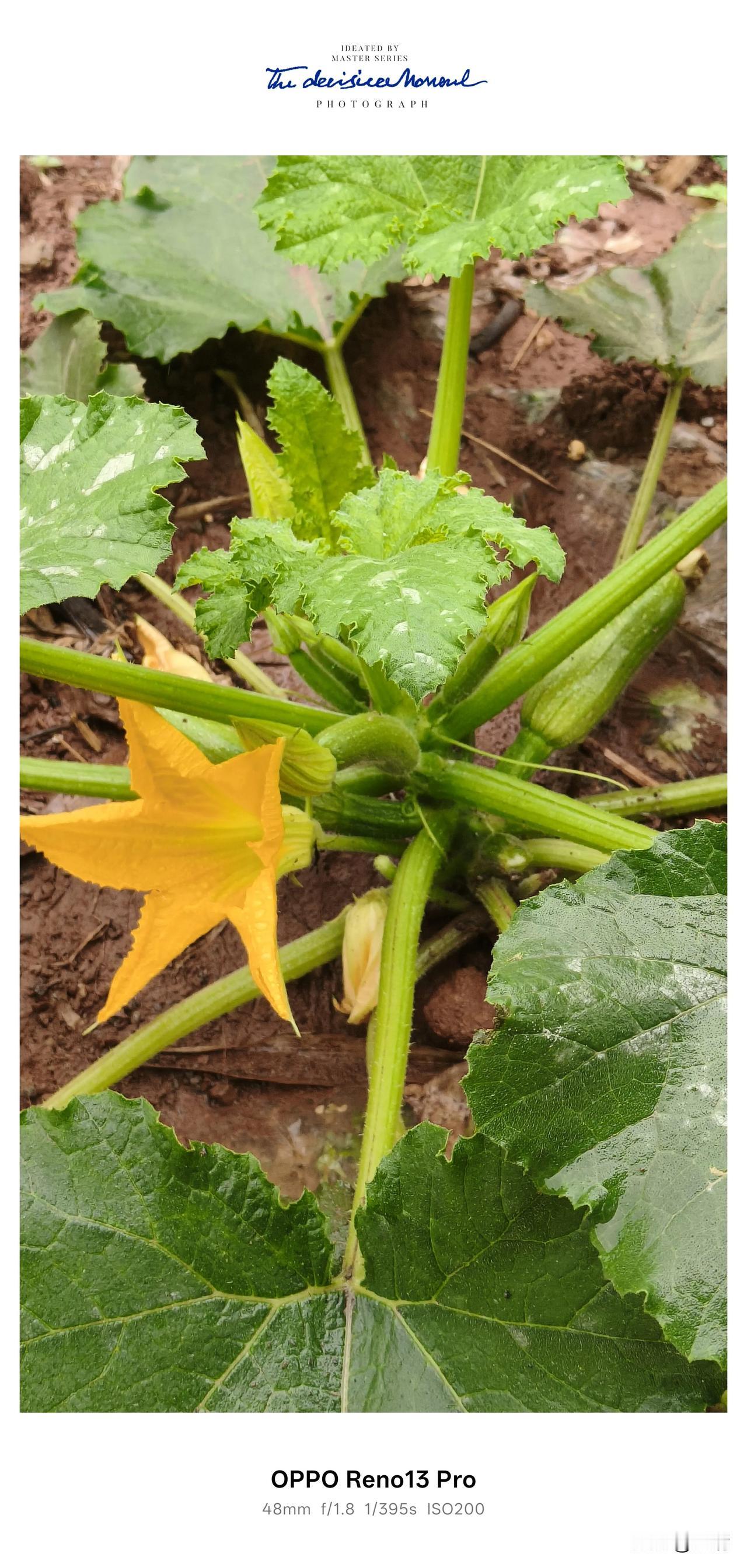 老家菜园里的三月瓜，悄悄开出金灿灿的小花🌼
沾着泥土的清新，裹着春雨的湿润
平