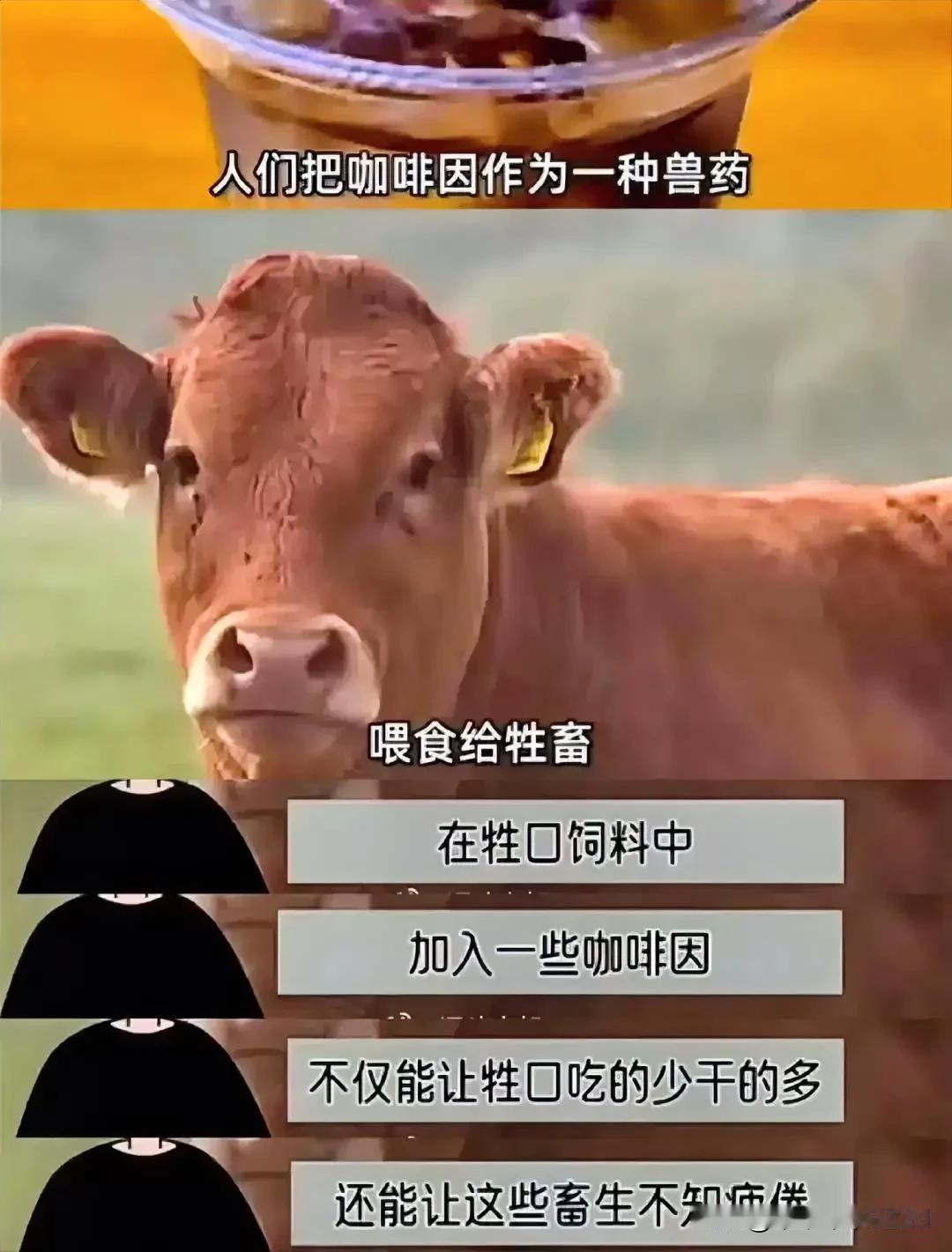 IJC上最新研究表明咖啡能让牛马长寿！间接延长工作质效[偷笑]可显著降低结直肠癌
